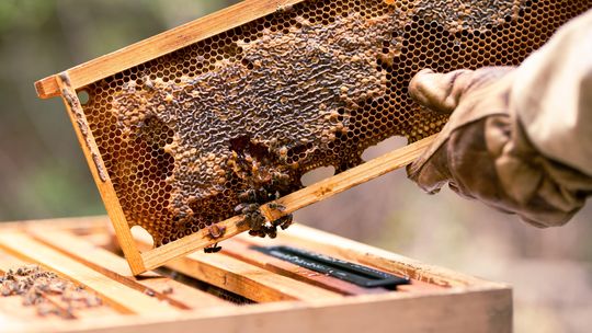 The Buzz About Bees