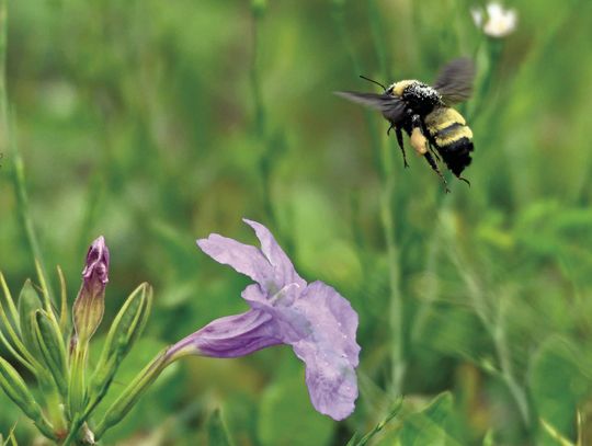BEE SCHOOL