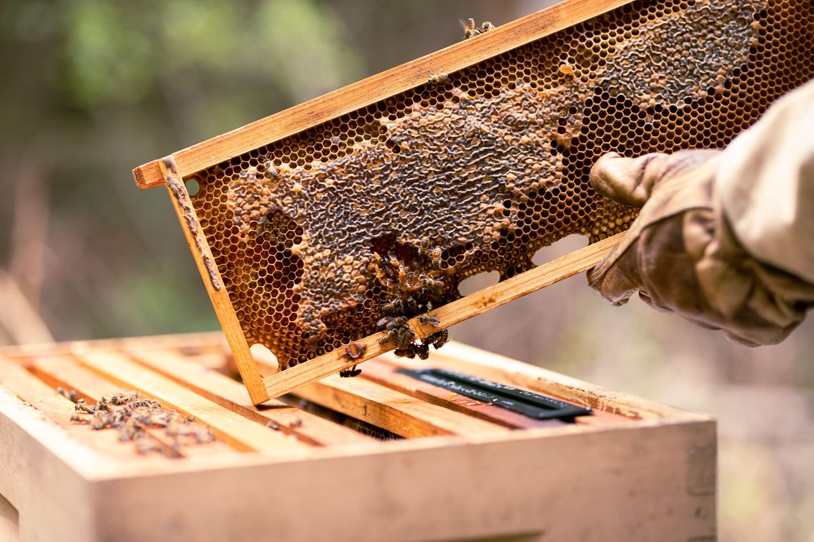 The Buzz About Bees