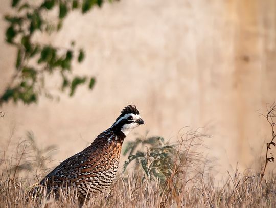 Bobwhite Quail